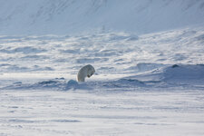 Spitzbergen Winter 2015-0200.jpg