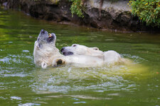 2015_0718-Eisbär-_184b.jpg
