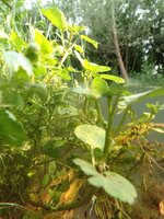 P7160038-2.jpg