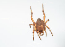 150815_spinne_9.jpg