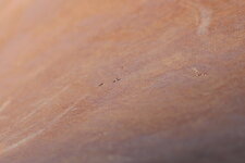 IMG_9015_crop.JPG
