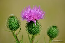 comp_DSC_0109_335.jpg