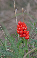 Italienischer Aronstab (Arum italicum), Fruchtstand-1200x.jpg