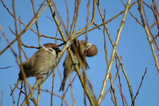bird3.JPG