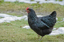 Huhn Blacky-3312.jpg