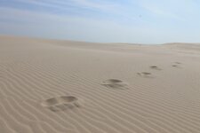 Wanderdüne Fußstapfen.jpg