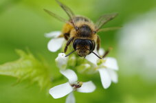 Bienenporträt.jpg