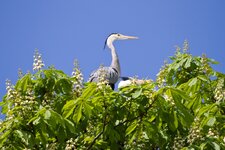 comp_IMG_0786.jpg comp_IMG_0786.jpg