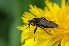 Schwarze Tanzfliege - Empis ciliata 01.jpg