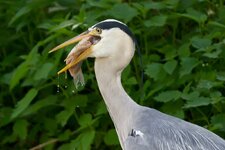 comp_IMG_0905.jpg comp_IMG_0905.jpg