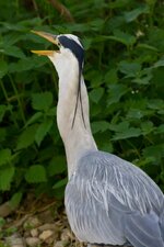 comp_IMG_0906.jpg comp_IMG_0906.jpg