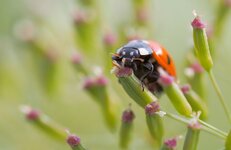 Z9295905 Marienkäfer Cr_B_Sr_S_N_.jpg