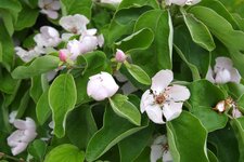 Quittenbaum Blüte_1.jpg