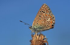 Z9306389 Bläuling Cr_A_N_.jpg