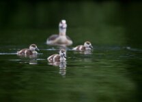 comp__MG_6199.jpg