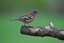 Buchfink 09052013GueA.jpg Buchfink 09052013GueA.jpg