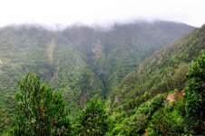 Levada da Janela 3.JPG