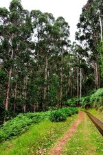 Levada da Janela 6.JPG