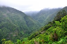 Levada da Janela 8.JPG