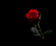 Rose-6015.jpg