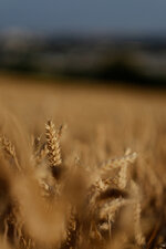 DSCF4035.jpg