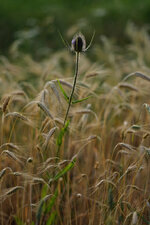 DSCF4038.jpg