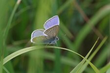 Schmetterling.jpg