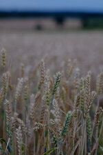 DSCF4155.jpg