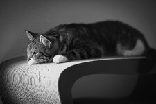 comp_IMG_0012.jpg
