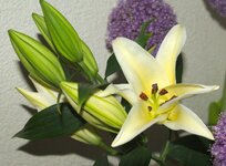 IMGP5429.jpg