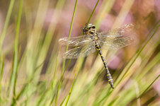 D3B_5496-1.JPG