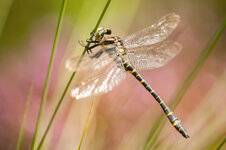 D3B_5503-1.JPG