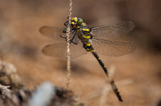 D3B_5506-1.JPG