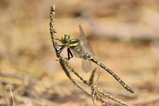 D3B_5491nx.jpg