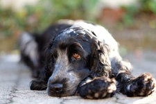 50004091-DSLR.jpg