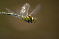 D3B_5163-1.JPG