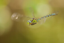 D3B_5225-1.JPG