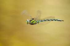 D3B_5303-1.JPG