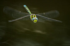 D3B_5597-1.JPG
