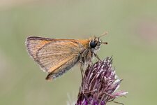 compIMG_3685.jpg