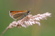 compIMG_3688.jpg