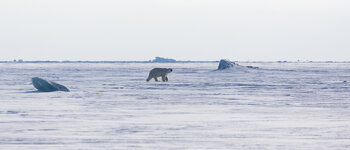 Spitzbergen Winter 2015-0198-2.jpg