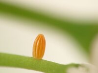 klein_AN091127_cardamines.jpg