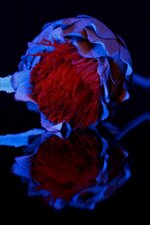 Flower glowing1_800x1200.jpg
