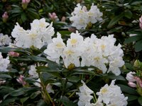 Rhododendron 09.jpg