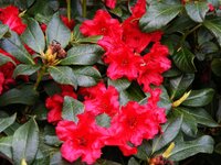 Rhododendron 14.jpg