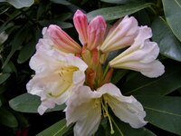 Rhododendron 21.jpg