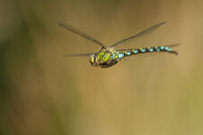 D3B_5842-1.JPG