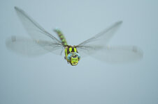 D3B_5991-1.JPG