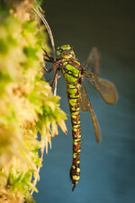 D3B_6051-1.JPG